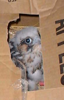 Baby peregrine falcon