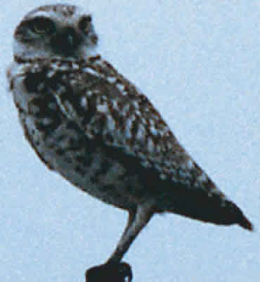 Burrowing Owl