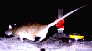 Woodrat at feeding station