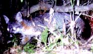 Grey Fox at feeding station
