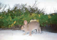 Brush Rabbit