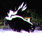 Striped Skunk at night