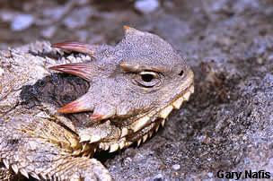 Coast horned lizard
