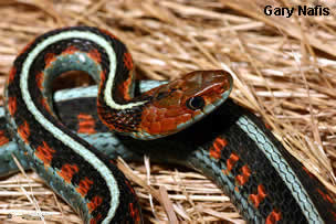Common garter snake