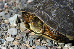 Western pond turtle