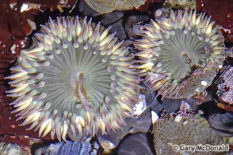 Anthopleura_elegantissima_0004.jpg