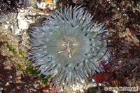 thumb_Anthopleura_sola_0003.jpg