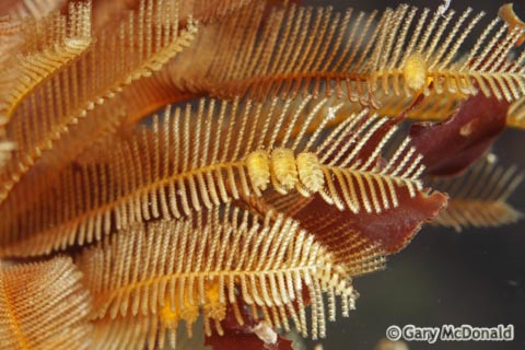 Aglaophenia_latirostris_0010.jpg