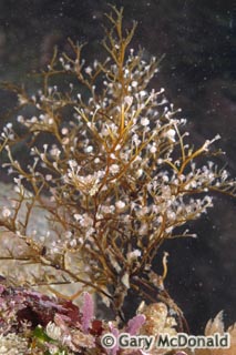 Eudendrium_californicum_0005.jpg