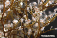 thumb_Eudendrium_californicum_0003.jpg