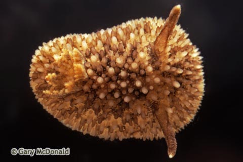 Acanthodoris_brunnea_slide_002