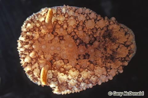 Acanthodoris_brunnea_slide_003