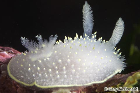 Acanthodoris_hudsoni_0043.jpg