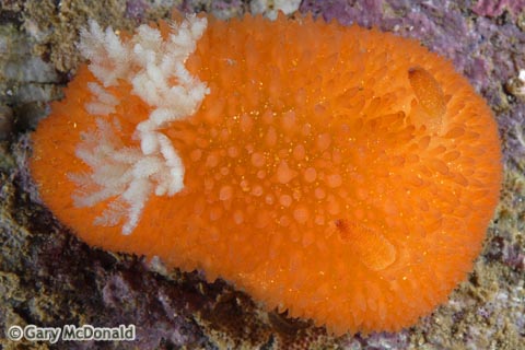 Acanthodoris_lutea_0012