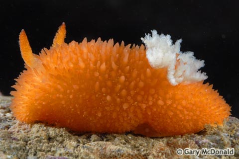 Acanthodoris_lutea_0027