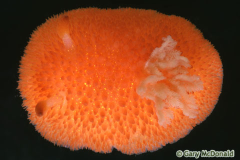 Acanthodoris_lutea_slide_002.jpg