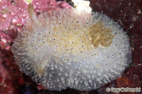 Acanthodoris_rhodoceras_0002
