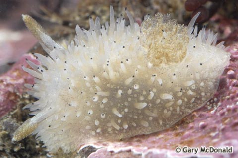 Acanthodoris_rhodoceras_0017