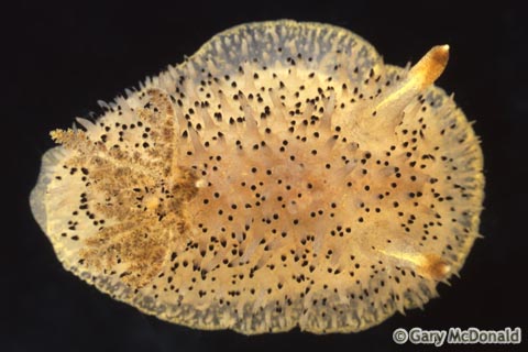 Acanthodoris_rhodoceras_slide_001