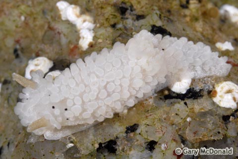 Aegires_albopunctatus_0025