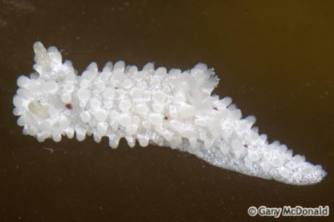 Aegires_albopunctatus_0047