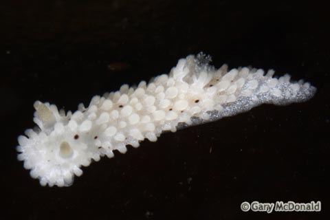 Aegires_albopunctatus_0075