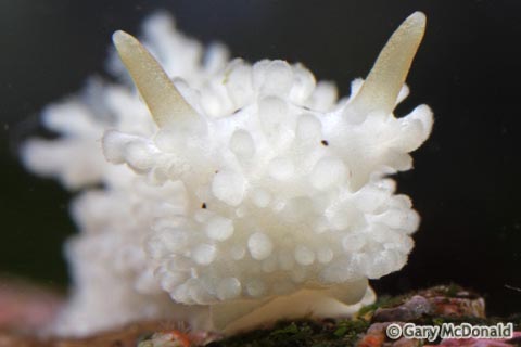Aegires_albopunctatus_9-0131.jpg