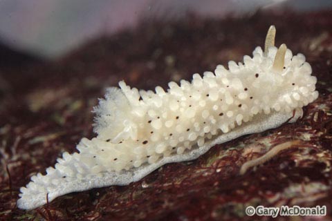 Aegires_albopunctatus_9-0165.jpg