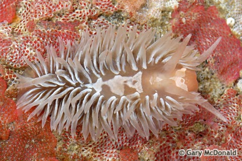 Aeolidia_papillosa_0021