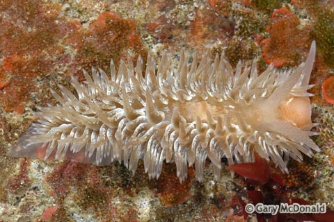 Aeolidia_papillosa_0054