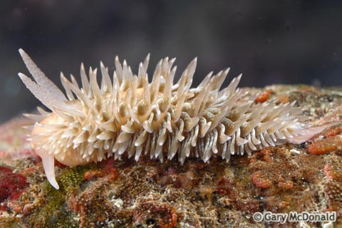 Aeolidia_papillosa_0059