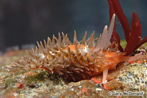 Aeolidia_papillosa_0079