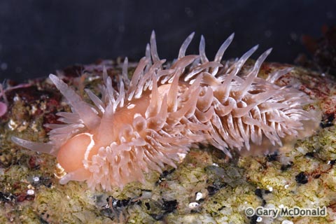 Aeolidia_papillosa_0085