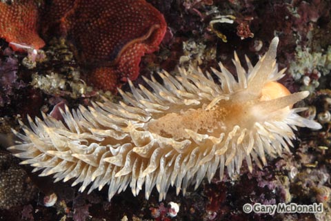 Aeolidia_papillosa_0114