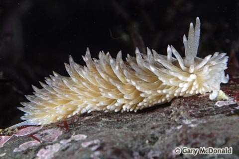 Aeolidia_papillosa_0124