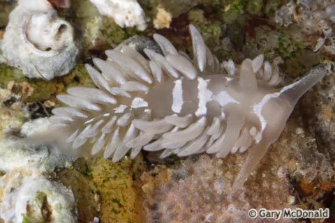 Aeolidia_papillosa_0145