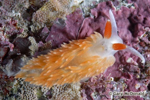 Aeolidiella_oliviae_0016