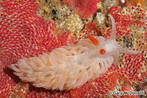 Aeolidiella_oliviae_0048