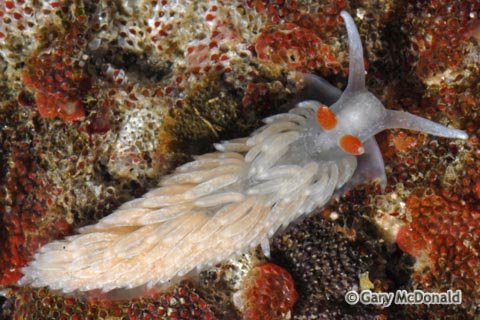 Aeolidiella_oliviae_0063