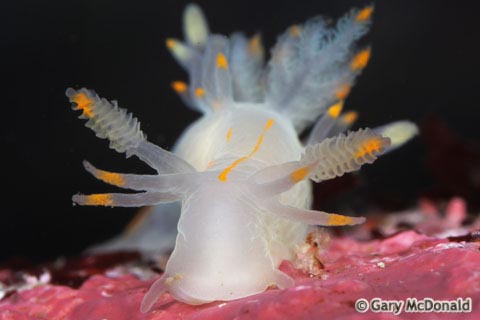 Ancula_gibbosa_2-0038.jpg