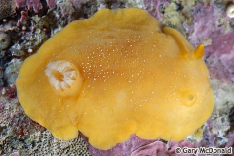 Baptodoris_mimetica_0013