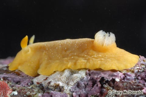 Baptodoris_mimetica_0017