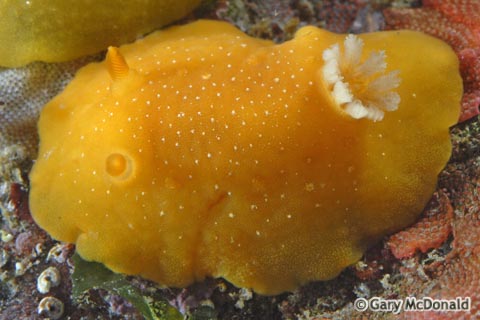 Baptodoris_mimetica_0025