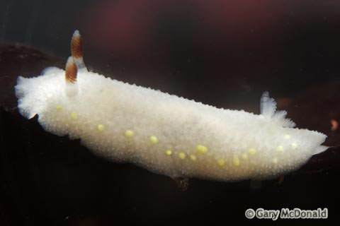 Cadlina_flavomaculata_0036