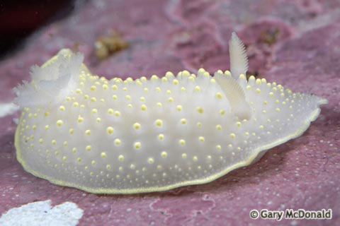 Cadlina_luteomarginata_0010