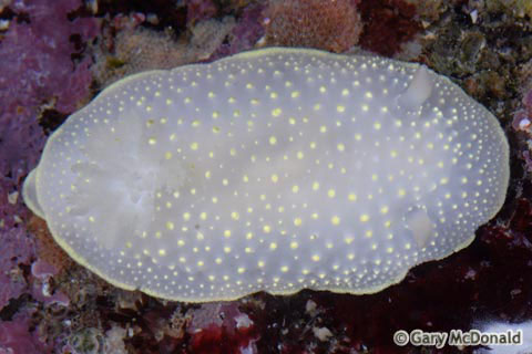 Cadlina_luteomarginata_0025