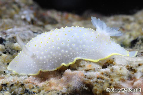 Cadlina_luteomarginata_0048