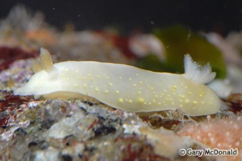 Cadlina_modesta_0003