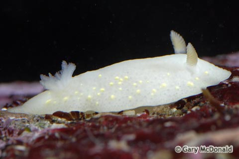Cadlina_modesta_0010