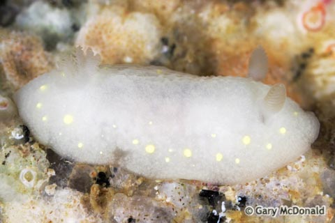 Cadlina_modesta_0022